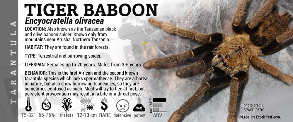 Encyocratella olivacea 'Tiger Baboon' Tarantula label