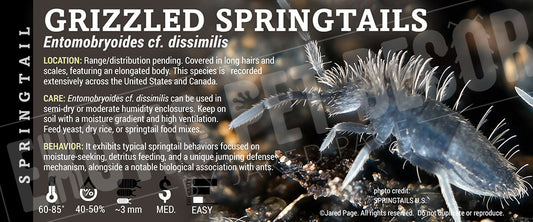 Entomobryoides cf.dissimilis 'Grizzled Springtails' label