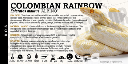 Epicrates maurus 'Colombian Rainbow' Boa