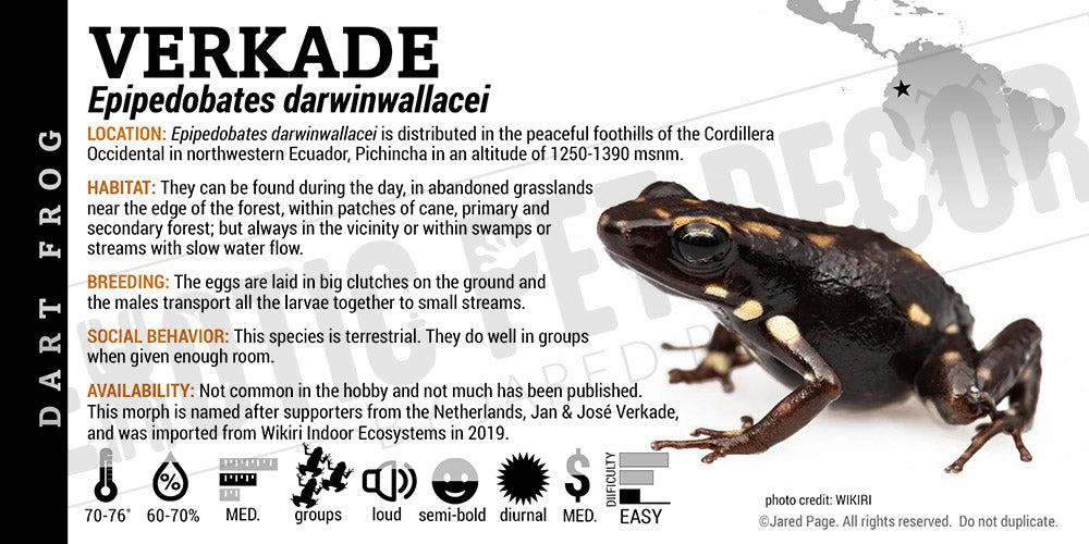 Epipedobates darwinwallacei 'Verkade' Dart Frog Label