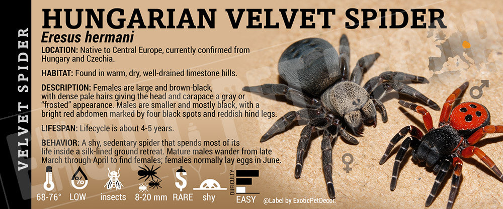 Eresus hermani 'Hungarian Velvet' Spider label