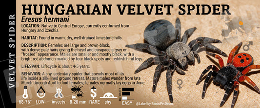 Eresus hermani 'Hungarian Velvet' Spider label