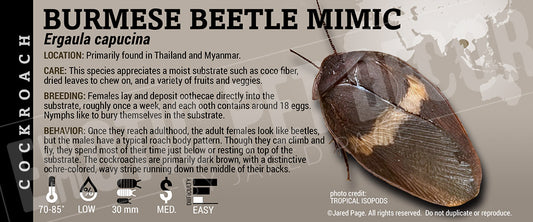 Ergaula capucina 'Burmese Beetle Mimic' Roach label