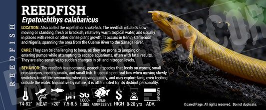 Erpetoichthys calabaricus 'Reedfish' label