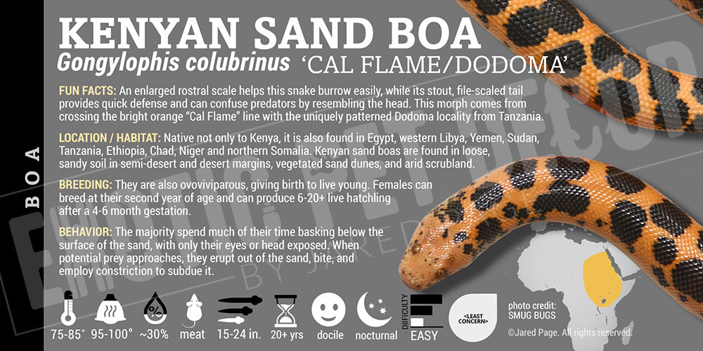 Eryx colubrinus 'Kenyan Sand' Boa