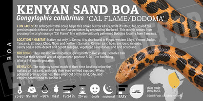 Eryx colubrinus 'Kenyan Sand' Boa