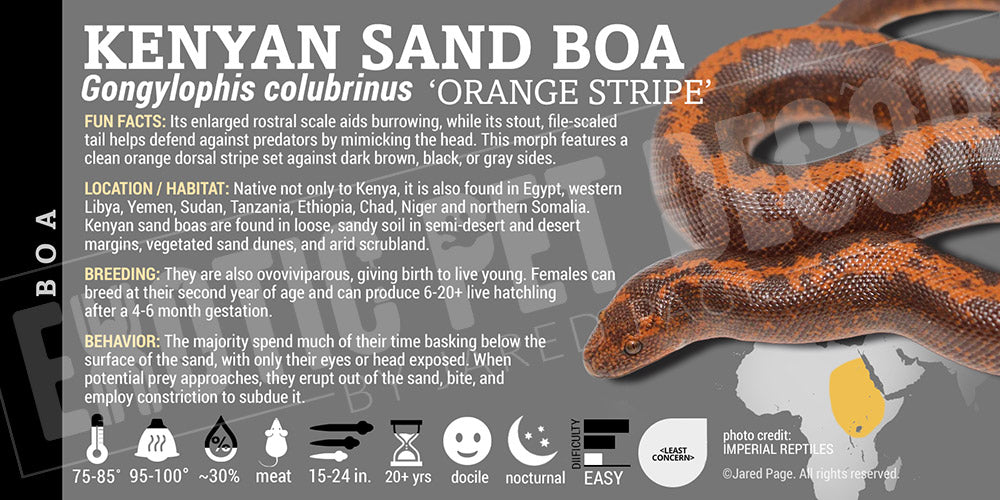 Eryx colubrinus 'Kenyan Sand' Boa