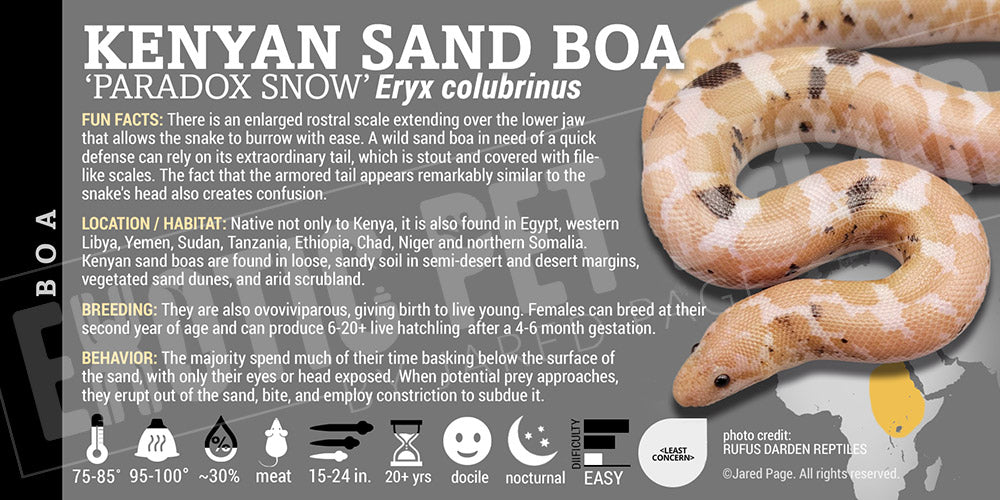 Eryx colubrinus 'Kenyan Sand' Boa