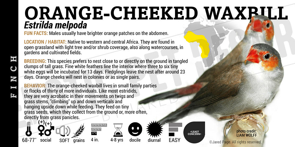 Estrilda melpoda 'Orange-cheeked Waxbill' Finch label