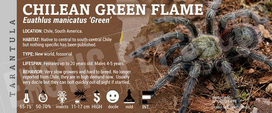 Euathlus manicatus 'green' 'Chilean Green Flame' Tarantula label