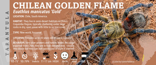 Euathlus manicatus 'gold' 'Chilean Golden Flame' Tarantula label