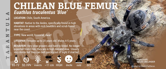 Euathlus Truculentus blue 'Chilean Blue Femur' Tarantula label