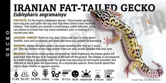 Eublepharis angramainyu 'Iranian Fat-tailed' Gecko label