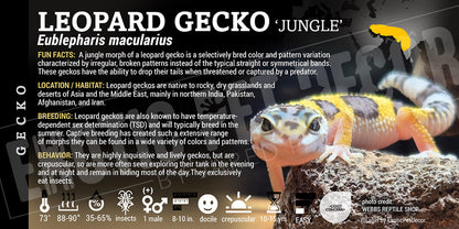 Eublepharis macularius 'Leopard' Gecko
