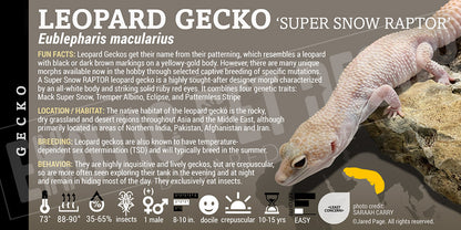 Eublepharis macularius 'Leopard' Gecko