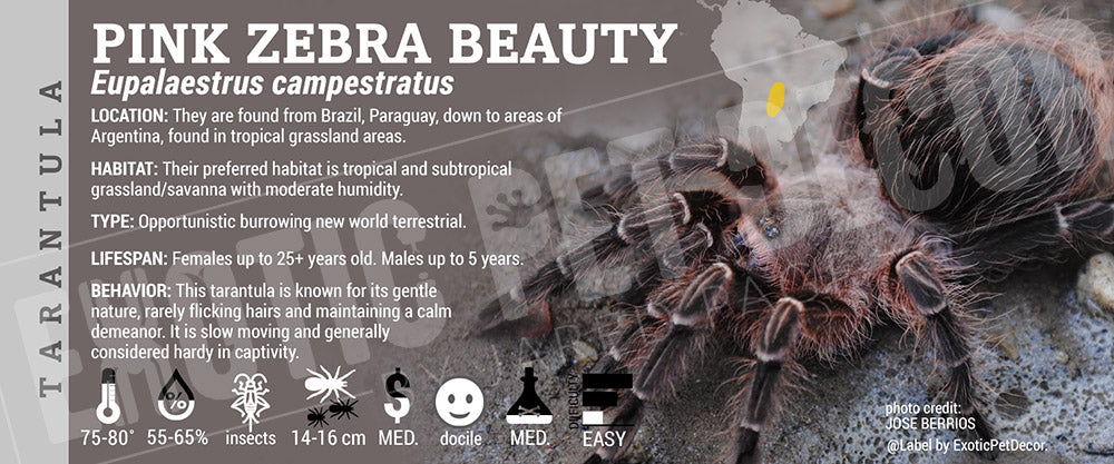 Eupalaestrus campestratus 'Pink Zebra Beauty' Tarantula