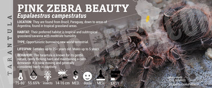 Eupalaestrus campestratus 'Pink Zebra Beauty' Tarantula