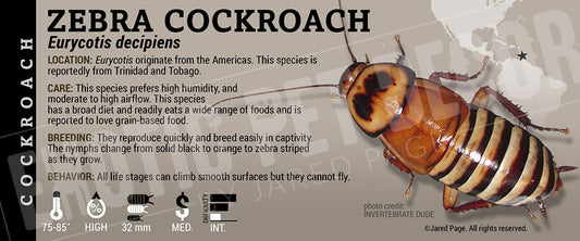 Eurycotis decipiens 'Zebra' Roach label