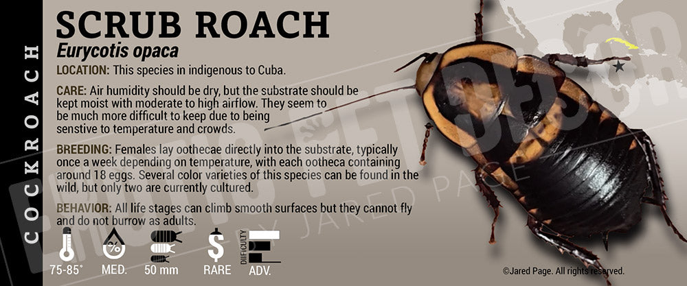Eurycotis opaca 'Scrub' Roach label