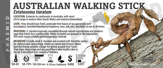 Extatosoma tiaratum 'Austrailian Walking Stick' label