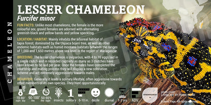 Furcifer minor 'Lessor' Chameleon