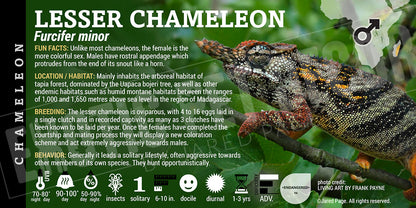 Furcifer minor 'Lessor' Chameleon