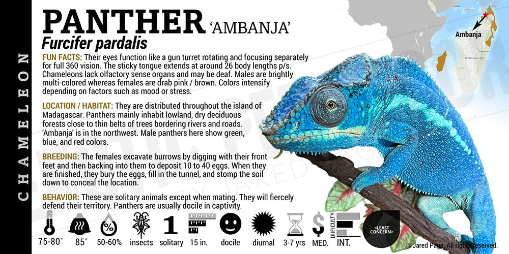 Furcifer pardalis 'Panther' Chameleon