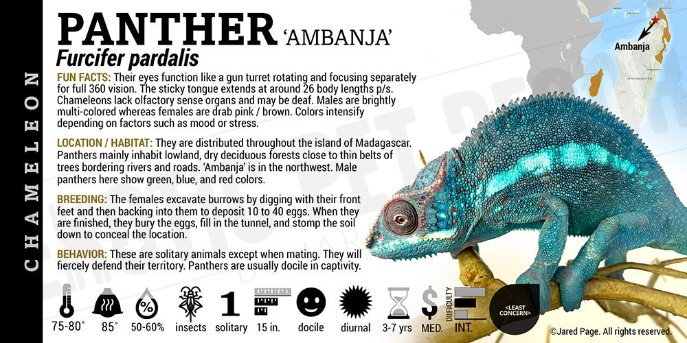 Furcifer pardalis 'Panther' Chameleon