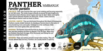 Furcifer pardalis 'Panther' Chameleon