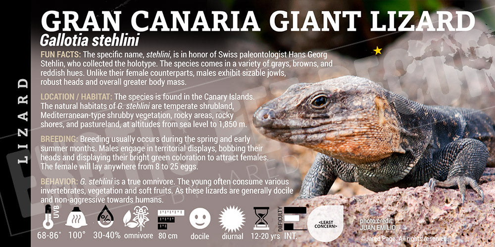 Gallotia stehlini 'Gran Canaria Giant Lizard'