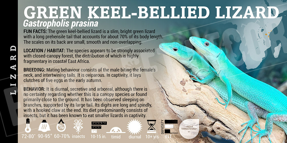 Gastropholis prasina 'Green Keeled' Lizard