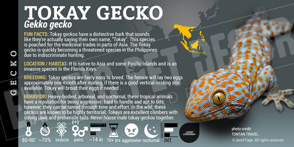 Gekko gekko 'Tokay' Gecko