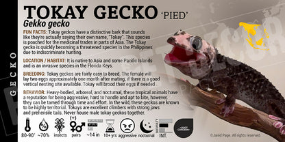 Gekko gekko 'Tokay' Gecko