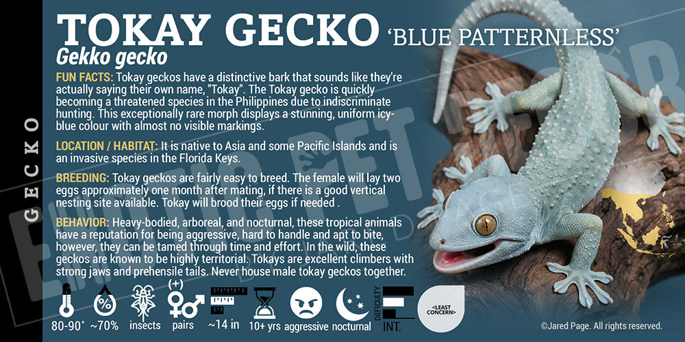 Gekko gekko 'Tokay' Gecko