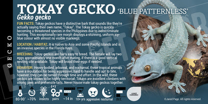 Gekko gekko 'Tokay' Gecko