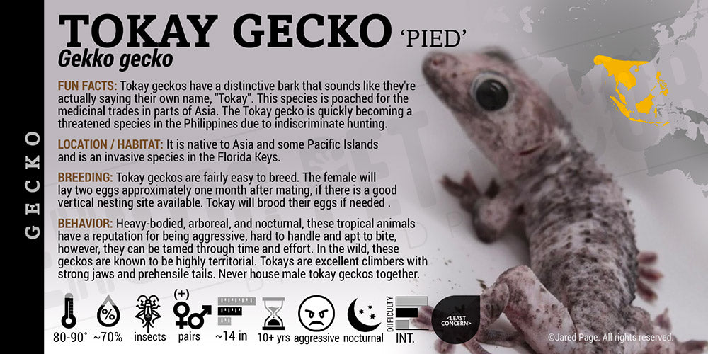 Gekko gekko 'Tokay' Gecko