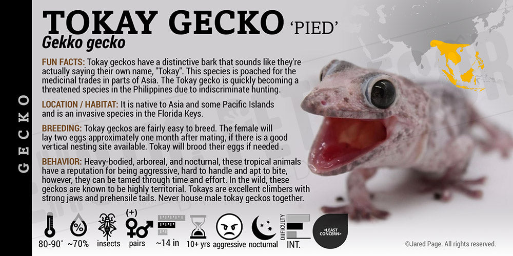 Gekko gekko 'Tokay' Gecko