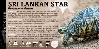 Geochelone elegans 'Indian Star' Tortoise