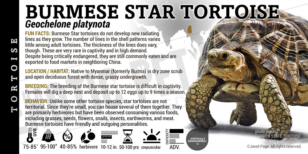 Geochelone platynota 'Burmese Indian Star' Tortoise label