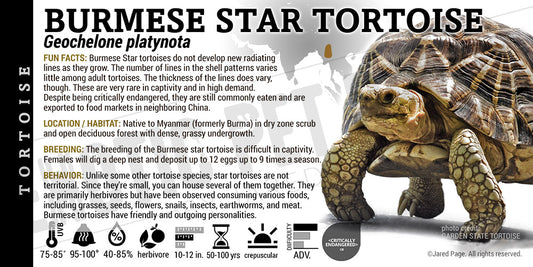 Geochelone platynota 'Burmese Indian Star' Tortoise label
