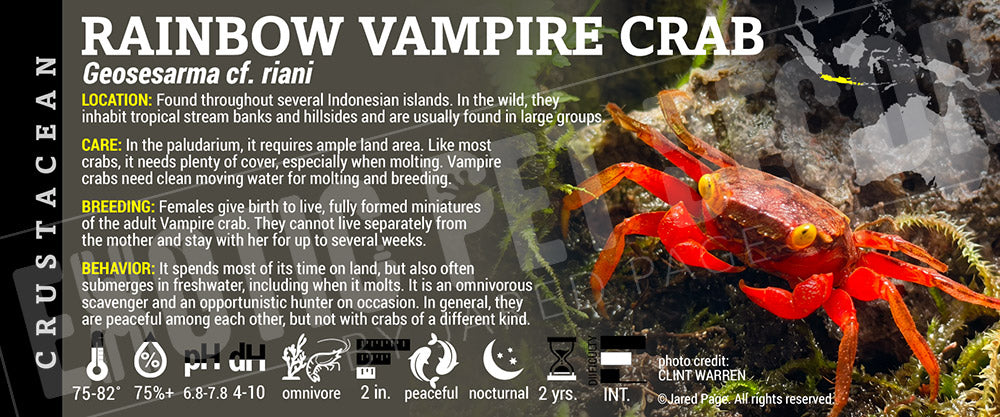 Geosesarma cf. riani 'Rainbow Vampire Crab' label