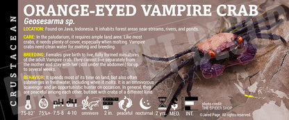 Geosesarma sp. 'Orange-eyed Vampire Crab'