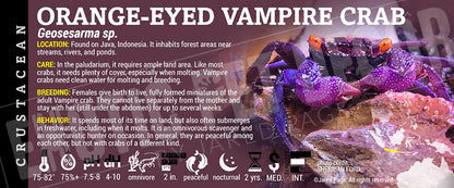 Geosesarma sp. 'Orange-eyed Vampire Crab'