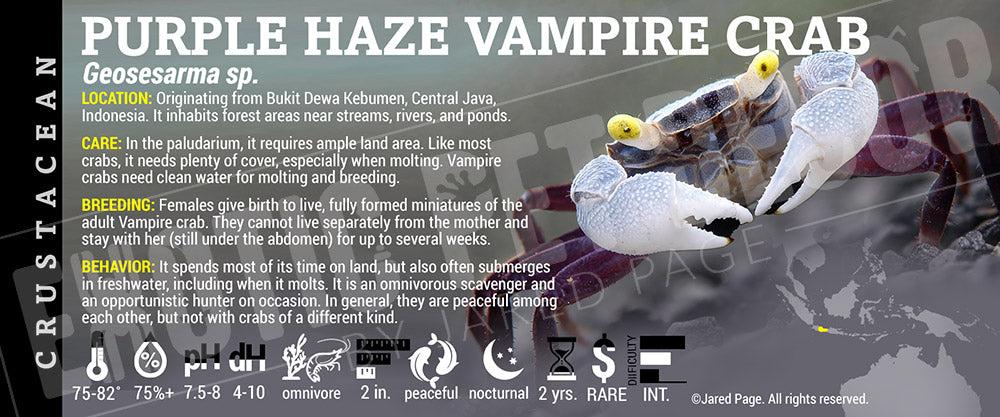 Geosesarma sp. 'Purple Haze Vampire Crab' label