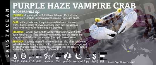 Geosesarma sp. 'Purple Haze Vampire Crab' label