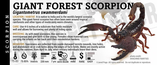 Gigantometrus swammerdami 'Giant Forest' Scorpion label