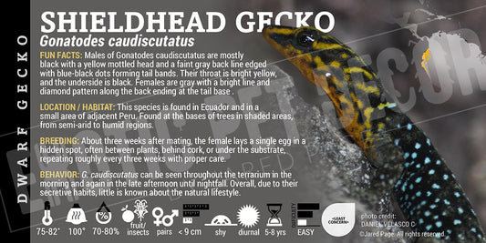 Gonatodes caudiscutatus 'Shieldhead' Gecko label