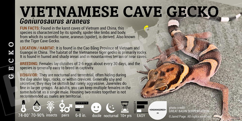 Goniurosaurus araneus 'Vietnamese Cave' Gecko label