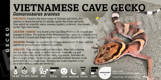 Goniurosaurus araneus 'Vietnamese Cave' Gecko label