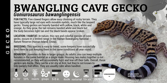 Goniurosaurus bawanglingensis 'Bwangling Cave' Gecko